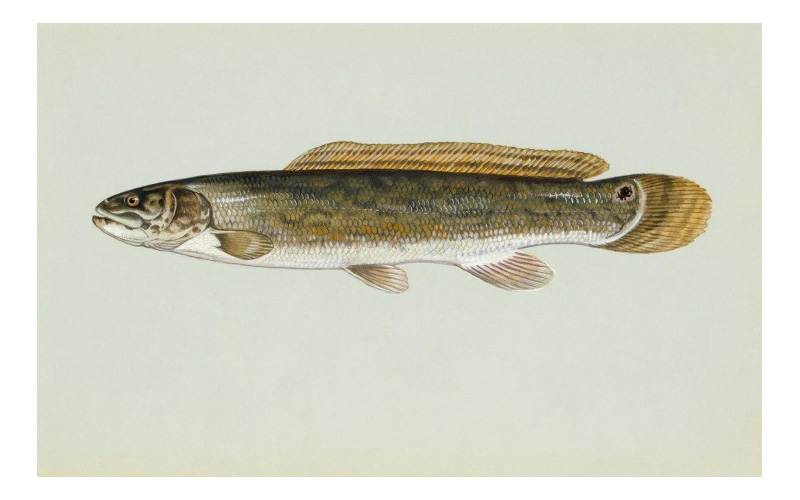 Can you eat bowfin?