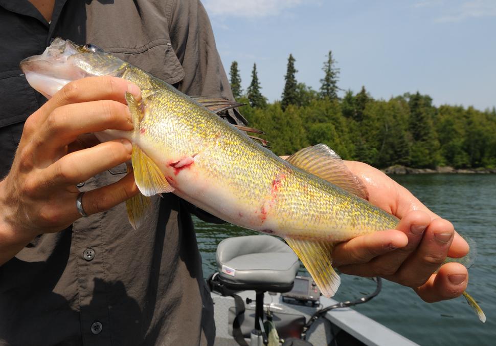 Jeff's walleye was mauled by a big northern pike as he reeled it in