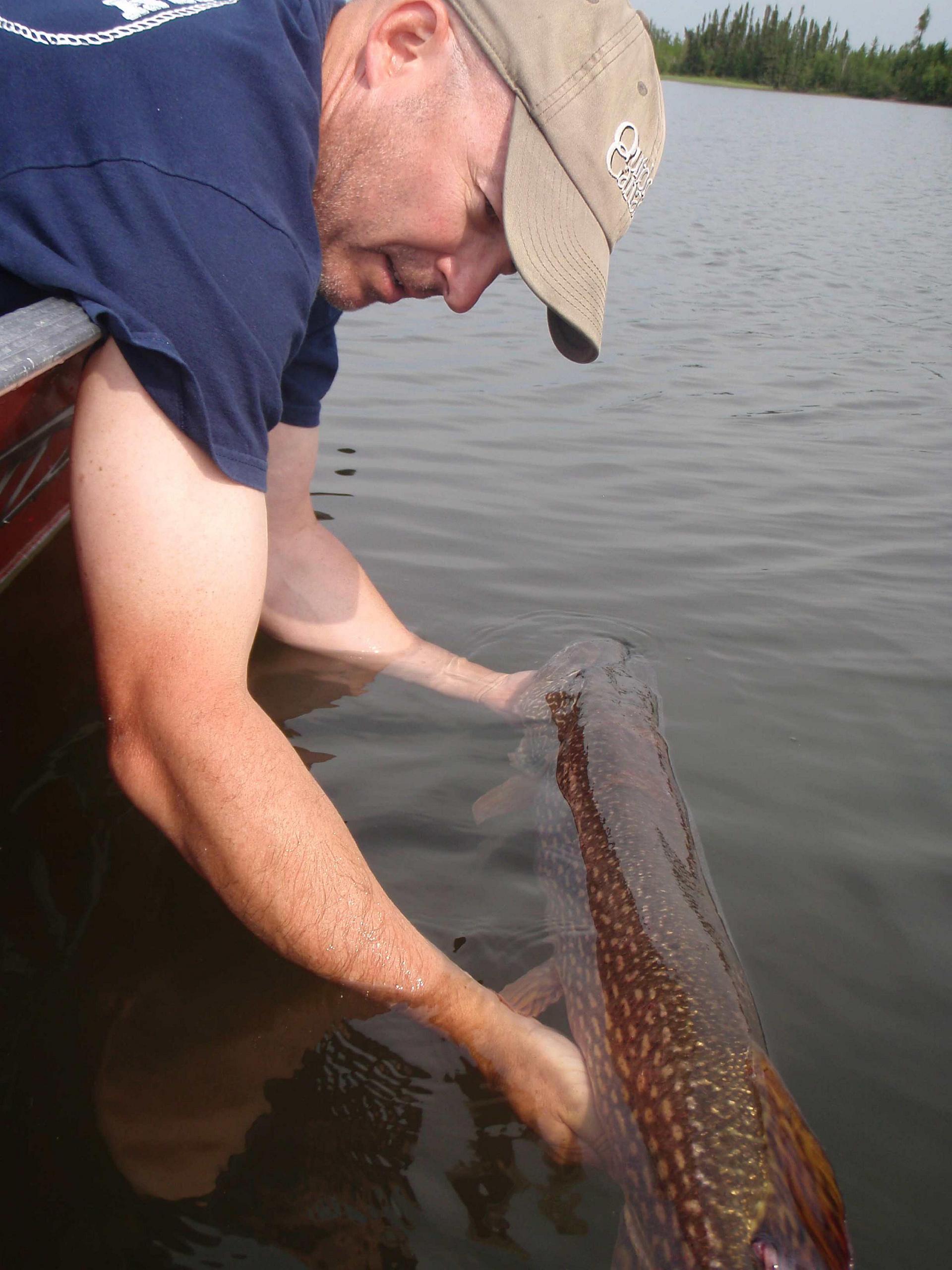 Big pike of the day: This old girl took a bit of TLC before deciding to head home