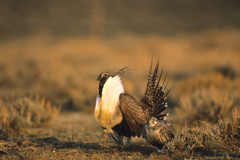 How habitat loss is killing the sage grouse