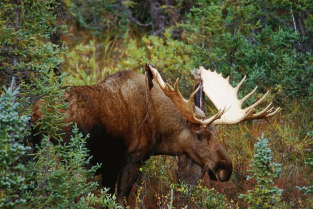 Rutting Moose