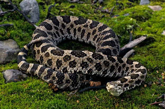 Rattlesnake