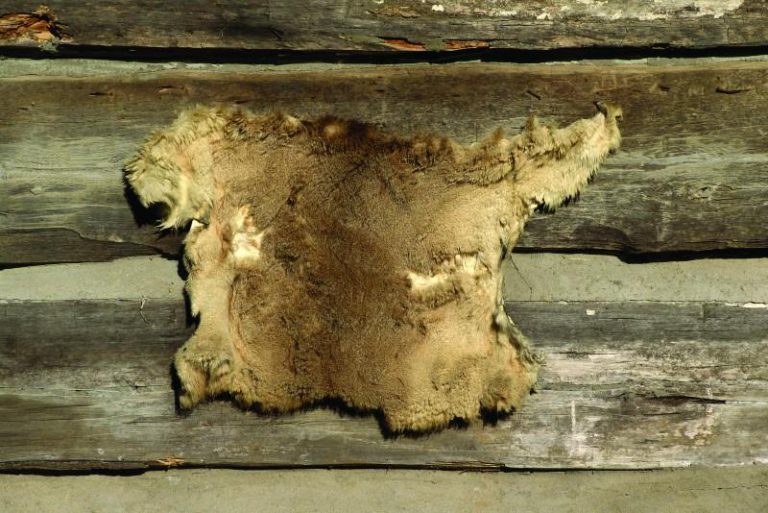 How to preserve a deer hide • Outdoor Canada