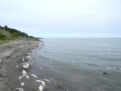 Lake Erie fish kill likely due to a natural process