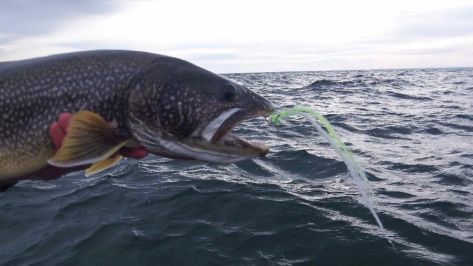 Fish #1: My first-ever Athabasca laker on the fly, caught on a giant Clouser tied by yours truly