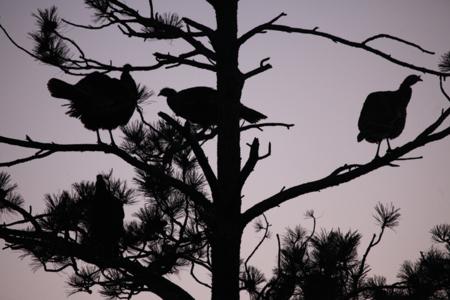 Find a lot of feathers on the ground and you've likely found a roost. Via Brad Fenson.