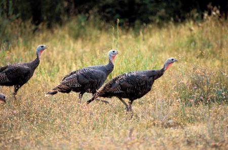 After spooking hens, set up and call them back to the same place you bumped them.