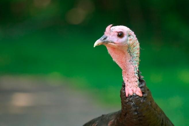Where to hunt turkey in Ontario • Outdoor Canada