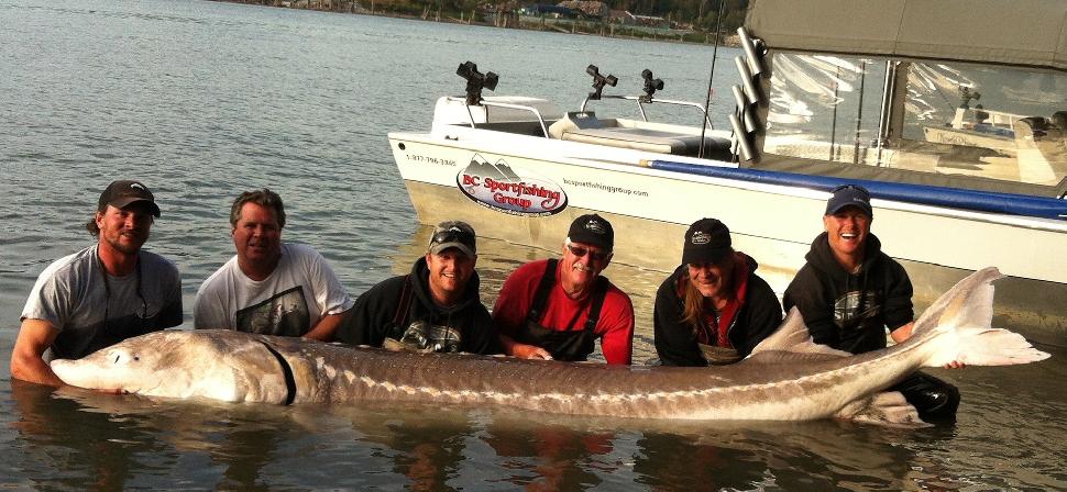 Fish of the year: The biggest white sturgeon caught on B.C.'s Fraser River so far this year