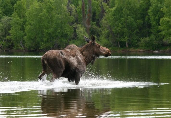 Cow moose