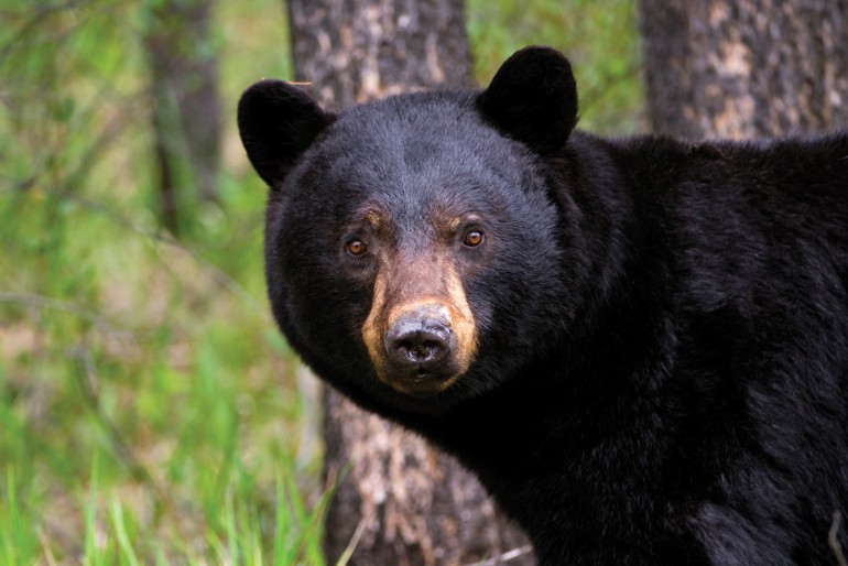 Black Bear