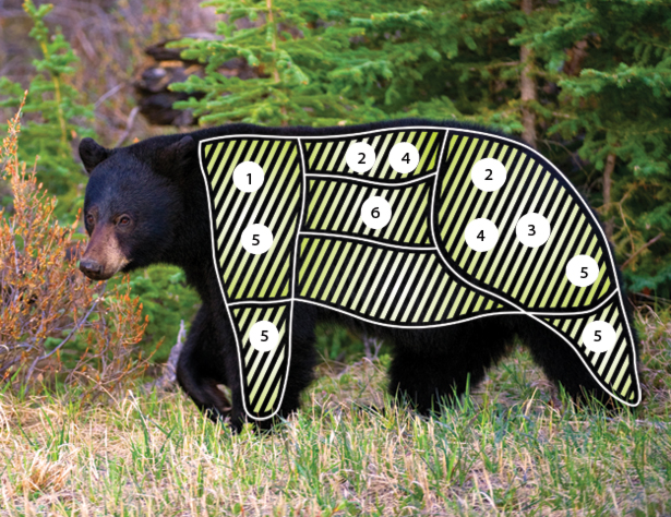 Black Bear: What's Good to Eat • Outdoor Canada