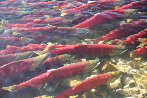 Sockeye Salmon in the Adams River near Chase, B.C.