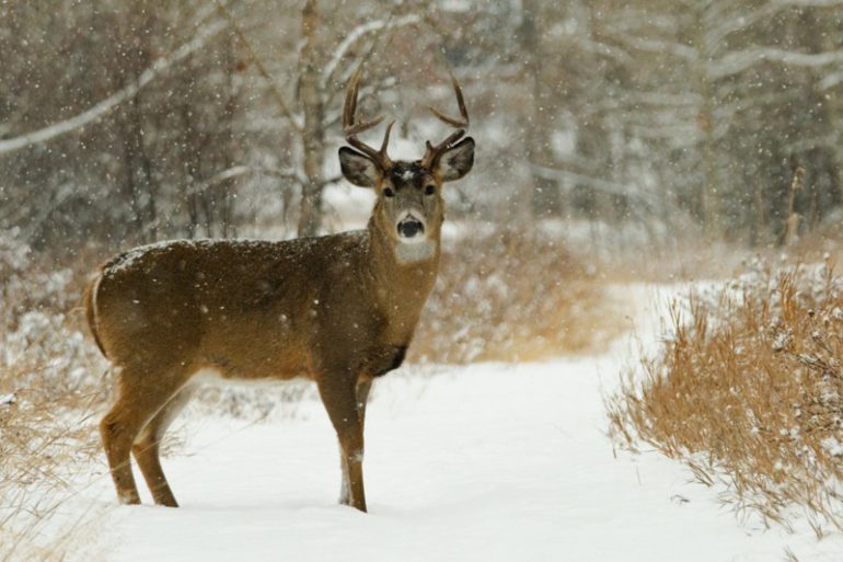 Late-season whitetail tactics