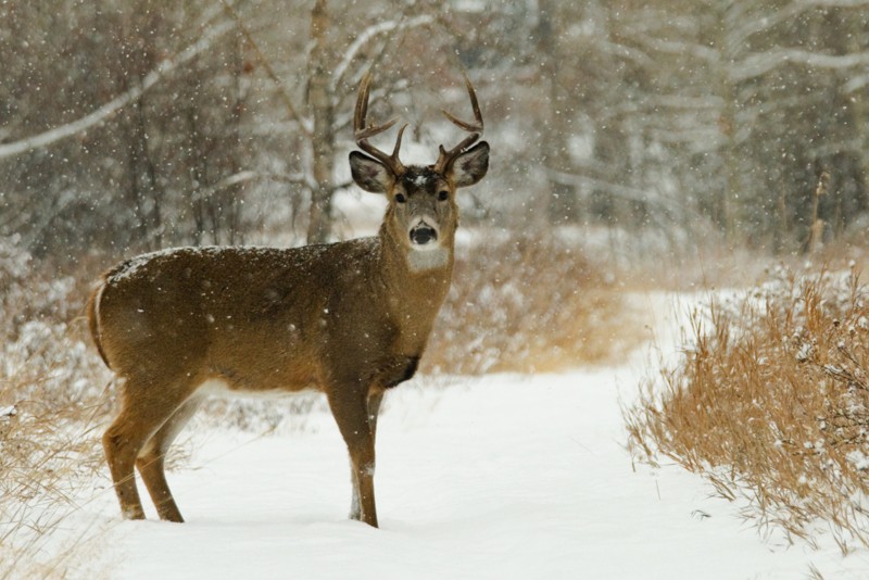 Late-season whitetail tactics