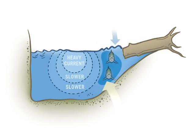 Cross-section at blowdown: Fish hold downstream of the blowdown.