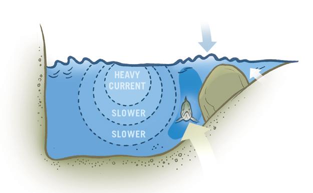 Cross-section at boulder: Fish hold downstream of the boulder.