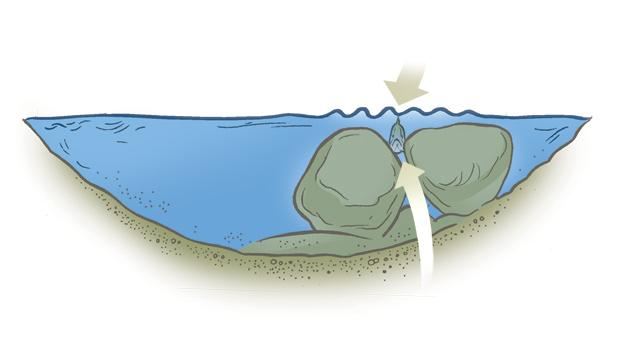 Cross-section at the obstruction: Fish hold downstream of the obstruction.