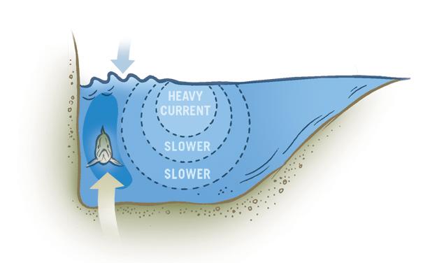 Cross-section at rock face: Fish hold downstream of the rock face.