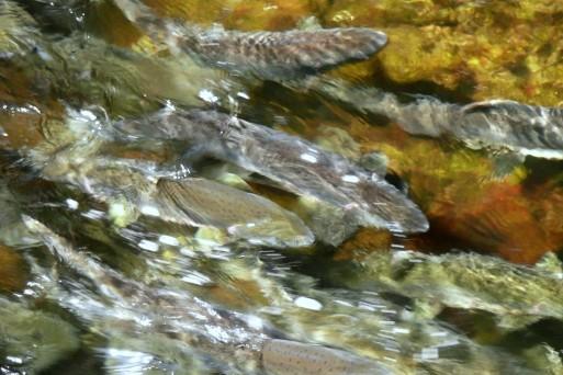 Salmon spawning