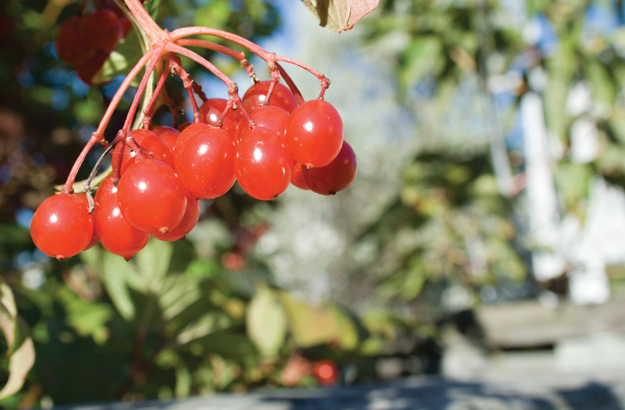 Choke Cherry (Prunus virginiana)