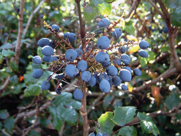 Oregon Grape (Mahonia aquifolium)