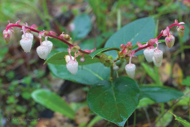 Saiai (gaultheria shallon)