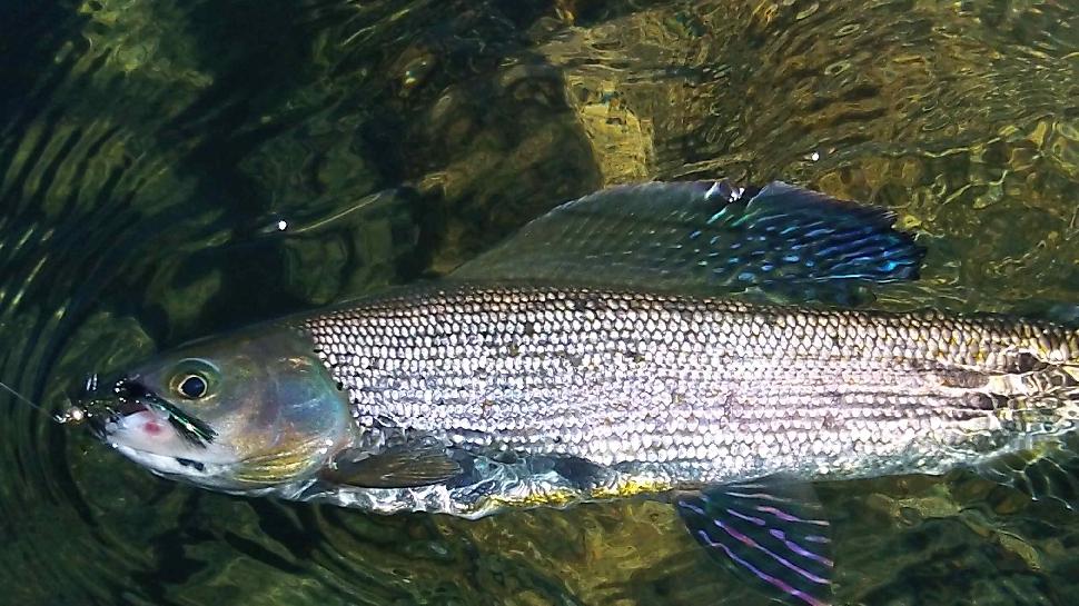 N.W.T. beauty: A colourful Arctic grayling, waiting to be released