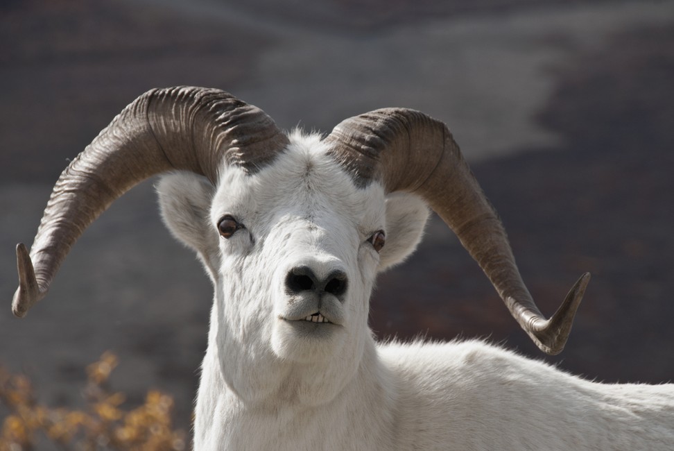 Dall's sheep