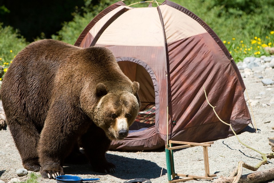 How to keep bears off your campsite