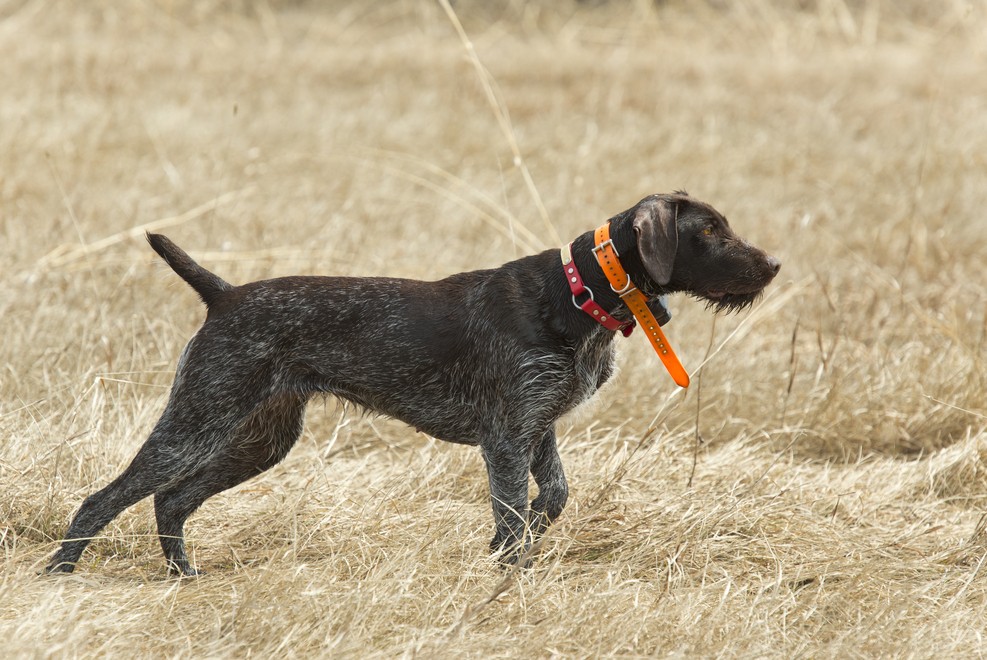 How to tune up your hunting dog