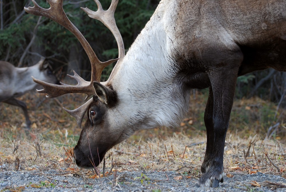 Hunting hot spot: Mackenzie Mountains, N.W.T.