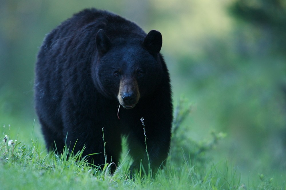 Black bear