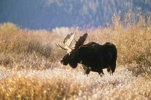 B.C. moose