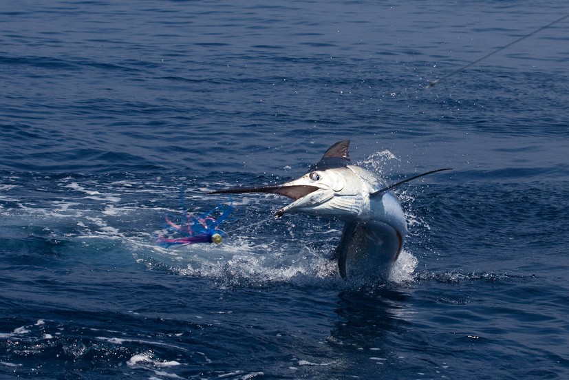 Fisherman narrowly avoids being speared by jumping marlin