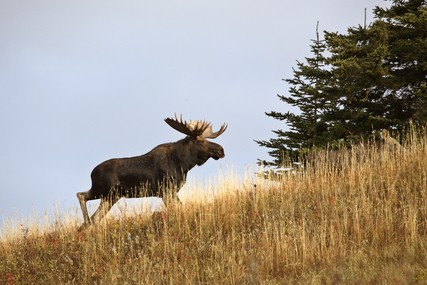 How to completely mess up your fall moose hunt