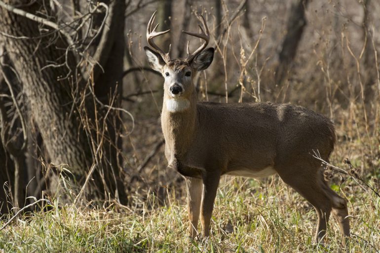 Whitetail deer
