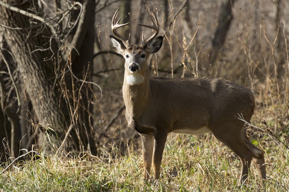 Whitetail deer