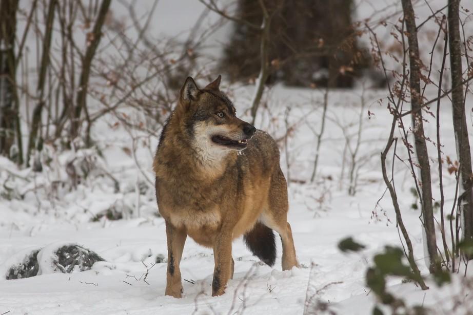 Rethinking the way we manage wolves in Canada