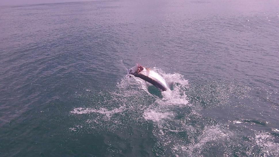 My 80-pound tarpon makes one of two jumps. The earlier 65-pounder cleared the water four times!