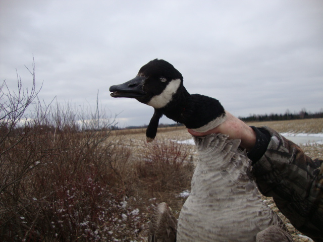 Advanced Taxidermy's James McGregor said the goose's beard resembled the bell of a moose