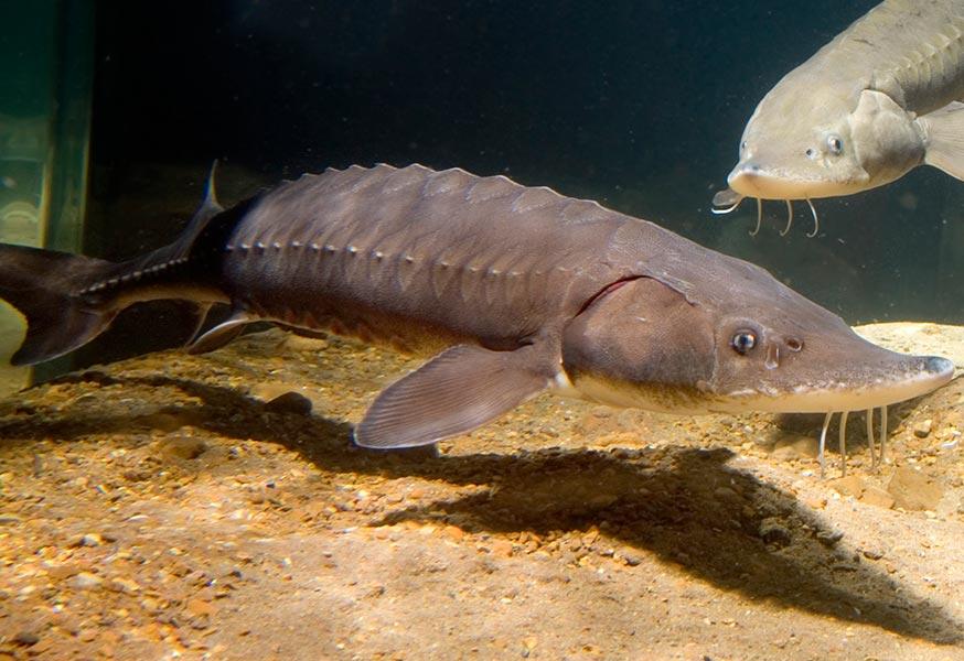 A two-metre lake sturgeon caught in Canada in 1953 was 152 years old. Historic overfishing, dams and pollution now threaten this remarkable fish with extinction.