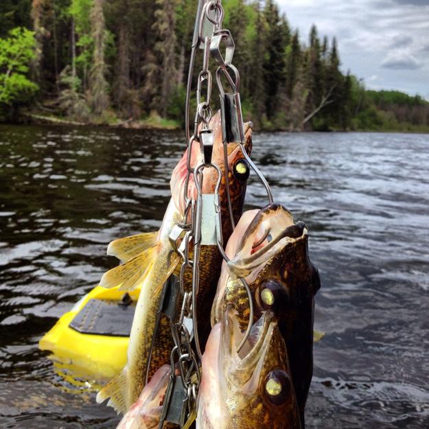 Walleye on a stringer