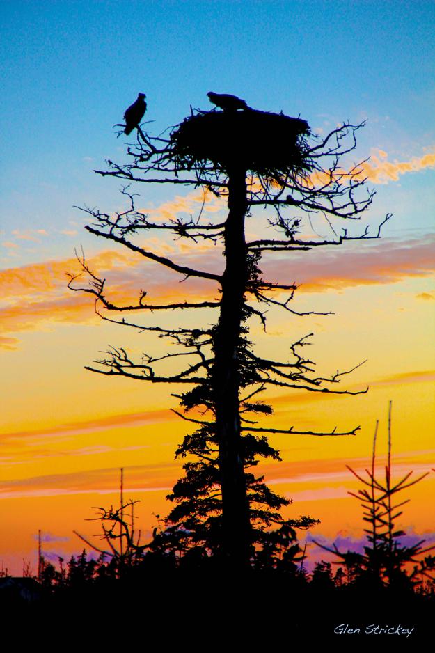 Osprey nest