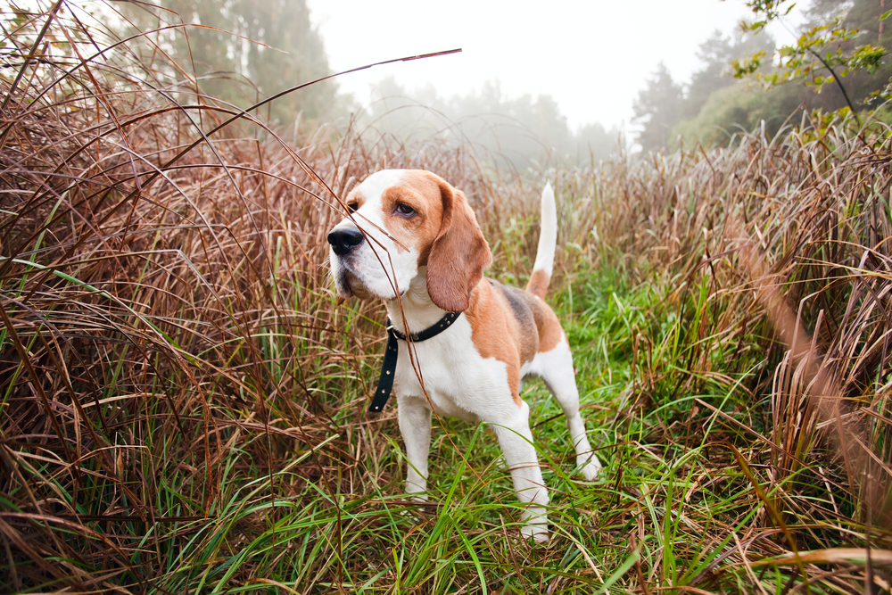 Beagle