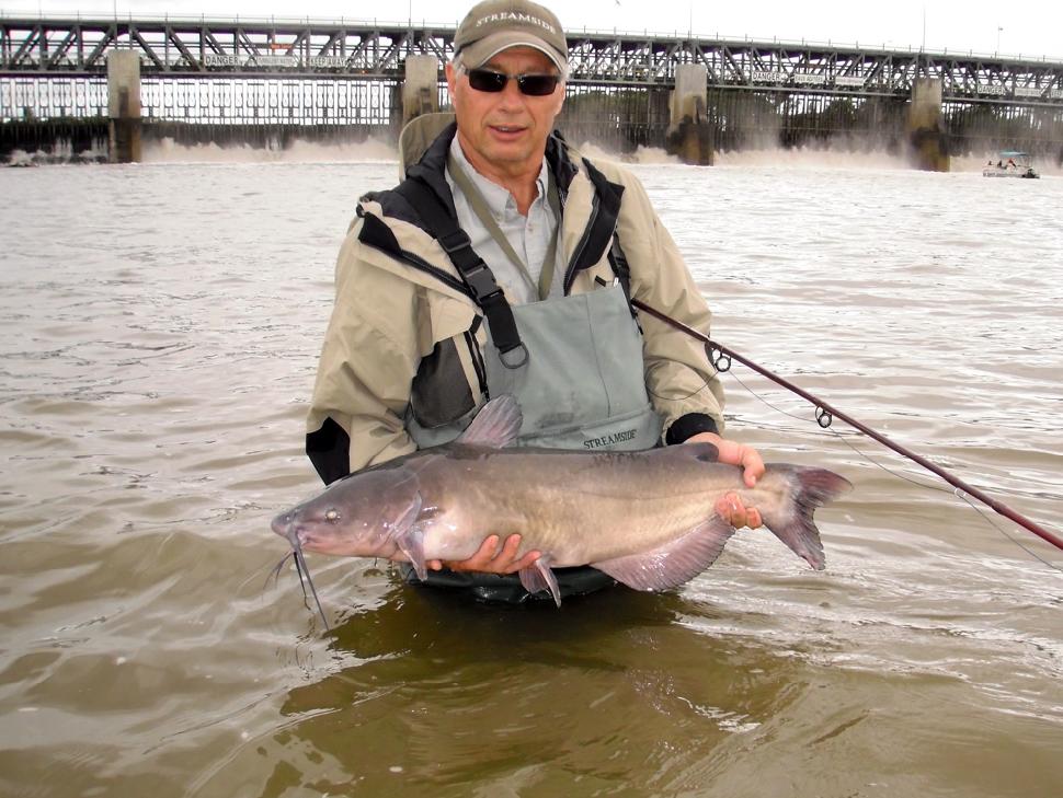 Channel catfish