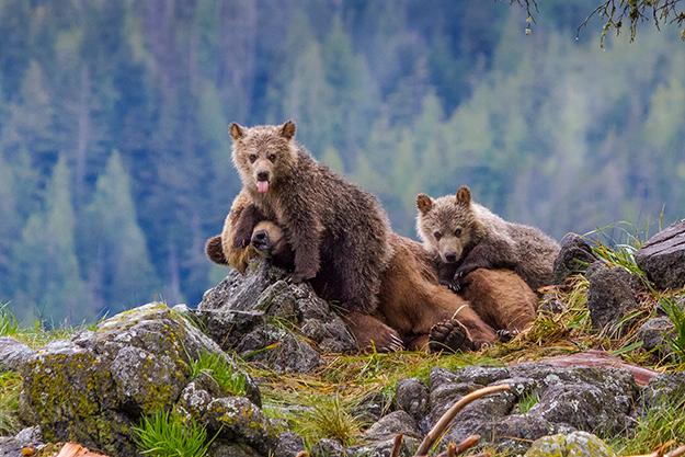 Wildlife and wild places: 1st place