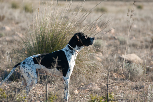 Dog sense: 4 ways to keep your pointer safe this season