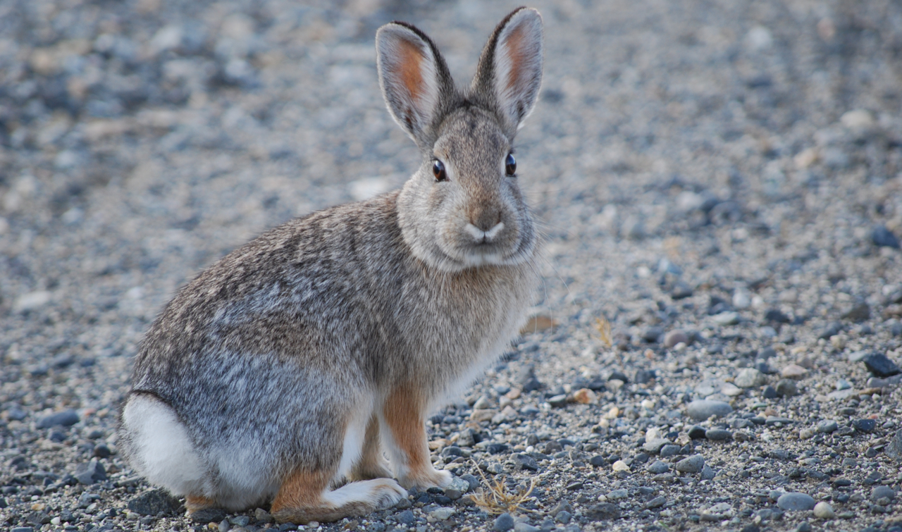 Bunny