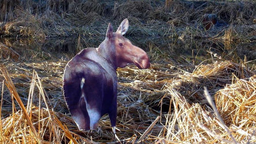 Cow decoys can distract approaching bulls, said two outfitters, giving the hunter a chance to get ready for a shot